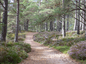 Scottish Highlands Pine and Heather