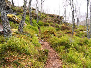    Spring Nature Path Through The Scottish Highlands                                                                                                                   