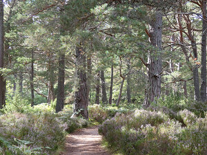 The Trail is Colourful
