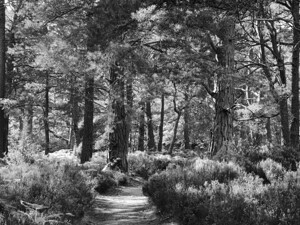 The Trail is Black and White