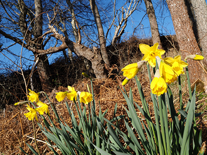 Natures Spring Daffodils Song                                                                                                                     