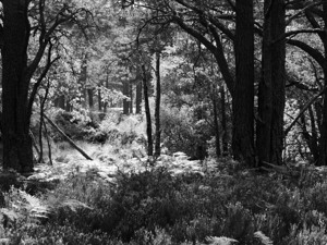 Pine Sunlight and Shadows