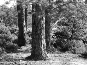 Scottish Highlands Pines in Black and White
