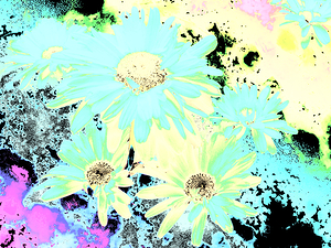 Abstract Brightly Coloured Daises
