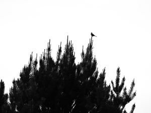 The Pine Tree and The Bird                                                                                                                     