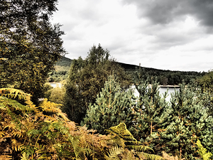 Loch Vaa Autumnal Forest                                                                                                                     