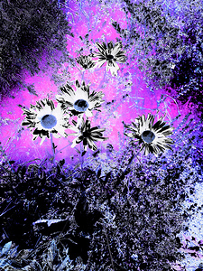 Abstract Vivid Daisy Flowers