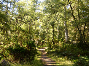 Scottish Highlands Summer Birch Path