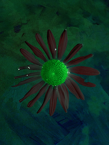 Abstract Contrasting Daisy Too 