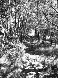Monochrome Path in the Scottish Highlands                                                                                                                     