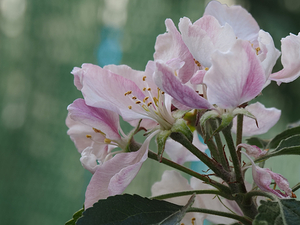  Spring Apple Blossoms                                                                                                                    