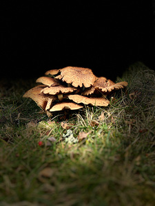 Scenes from the Trail - Autumnal Woodland Mushrooms