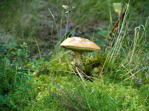 Scottish Highlands Woodland Mushroom                                                                                                                     