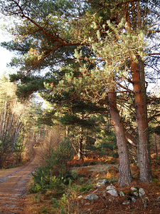  Autumnal Sunlit Pine Trail                                                                                                                     
