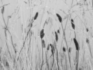 Scottish Highlands Dew-Kissed Grass
