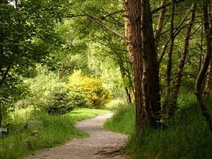 A Spring Nature Path through the Scottish Highlands