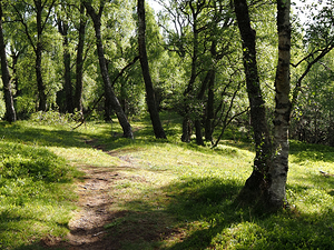   Birch Forest Path in the Scottish Highlands                                                                                                                   