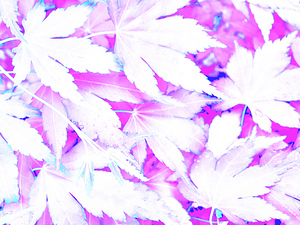 Abstract Acer Leaves on Pink and Purple 