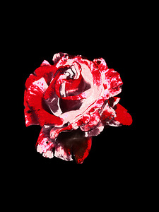 Abstract Single Red Rose