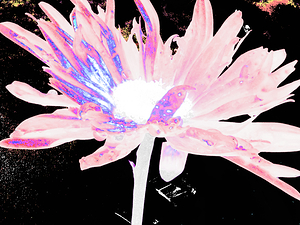 Abstract Pink Daisy Dark Background