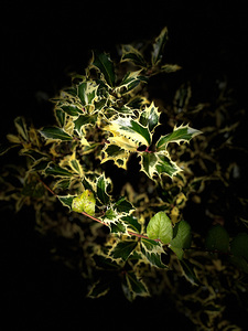  Variegated Holly Wreath  -  Merry Christmas 