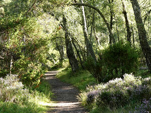 Summer Birch Path in the Scottish Highlands 