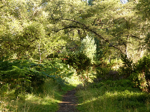Scottish Highlands Summer Birch Path