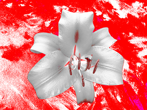 Abstract Lily Flower on a Red Abstract Background