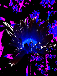 Abstract Darker Summer Daisy Flower