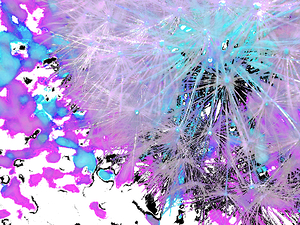 Abstract Vibrant Purple and Turquoise Dandelion Corner 