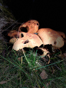  Scenes from the Trail  Mushrooms Too  