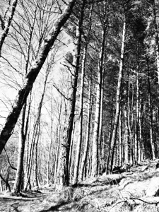 Aprils Forest in Black and White                                                                                                          