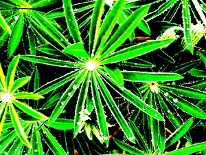 Abstract Lupin Leaves                                                                                                                     