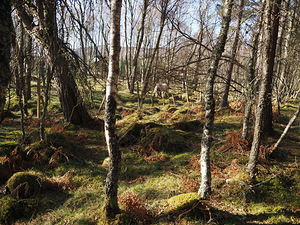 Scottish Highlands April View                                                                                                                     