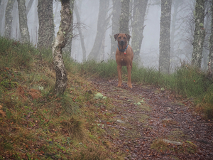   The Dog and the Mist                                                                                                                    
