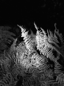  Scenes from the Trail - Autumnal Ferns in Black and White