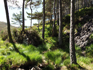 Scottish Highlands High Vibes                                                                                                                     