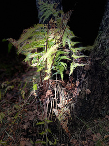  Scenes from the Trail-  Autumnal Woodland Ferns 