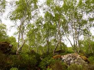 Fairies Spring in the Scottish Highlands 