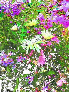 Vibrant Cottage Garden Flowers