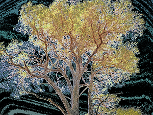  Abstract Vibrant Pine                                                                                                                    