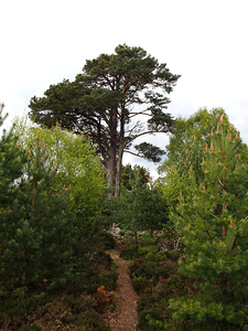 The Sacred Gathering Place                                                                                                                      