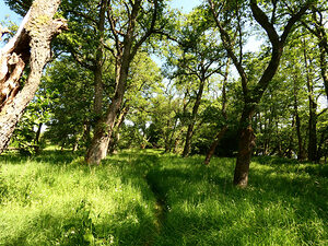 Scottish Highlands Summer Style