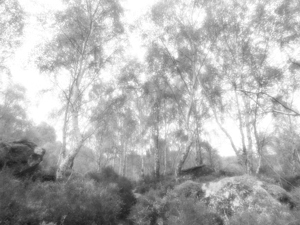 Fairies Monochrome Spring 