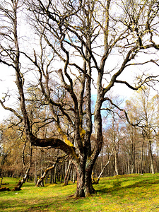  Fairies Labyrinth in the Scottish Highlands                                                                                                                    