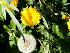  Scottish Highlands Dandelion Flowers and Seeds                                                                                                                     