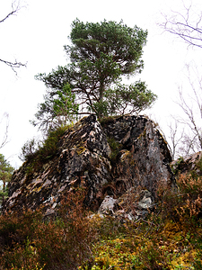 Scenes from the Trail- Rock Hard Pine                                                                                                                      