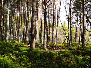 Spring Time in the Scottish Highlands                                                                                                                    