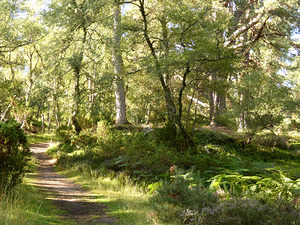 Scottish Highlands Summer Forest Scene