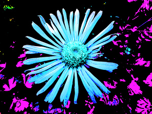 Abstract Blue and Pink Daisy